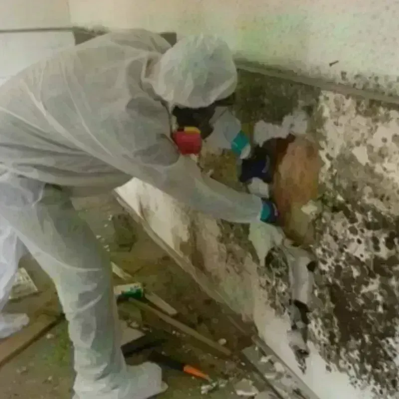 Mold Remediation and Removal in Ellsworth, KS